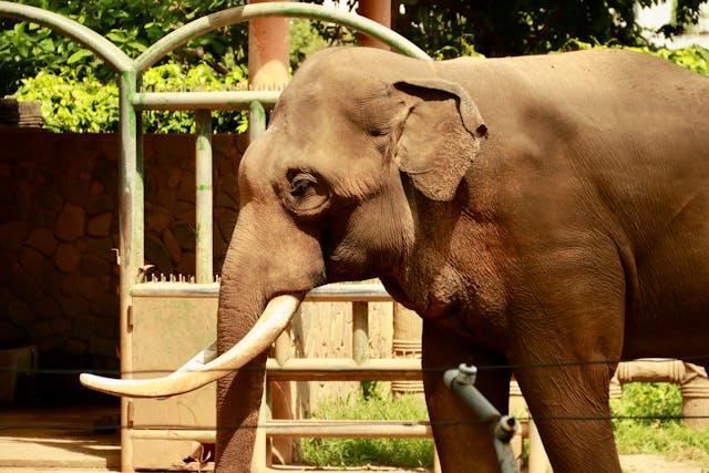 Majestätischer Elefant